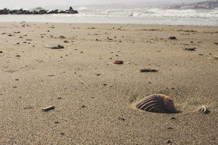 Shell A shell on the beach in a storm.の写真素材