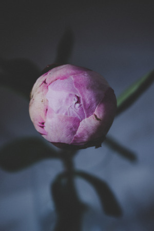Peony Pink peony Closed spring flower on white background.の写真素材