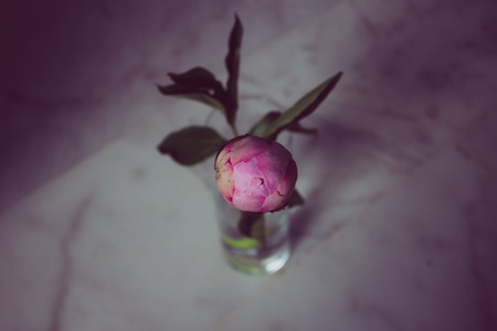 Peony Pink peony Closed spring flower on white background.の写真素材