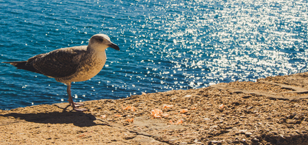 Gull. Seagull on the parapet of the waterfront of Cadiz.の写真素材