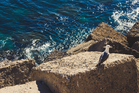 Gull. Seagull on the parapet of the waterfront of Cadiz.の写真素材