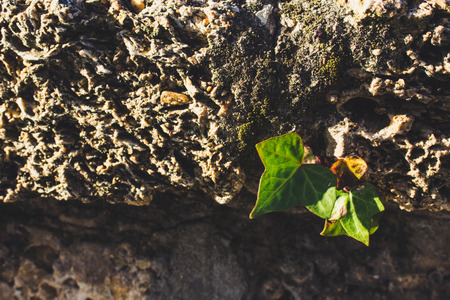 Plant. A green plant breaks through a stone wall.の写真素材