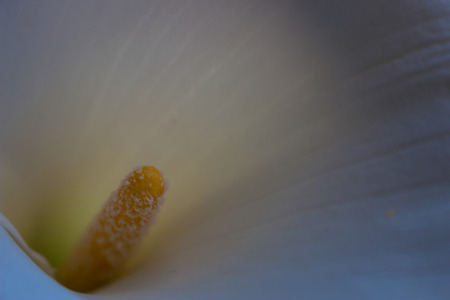 Shut up. Calla lilly close-up. Macro calla flower.の写真素材