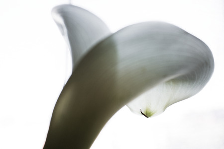 Shut up. Calla lilly close-up. Macro calla flower.の写真素材