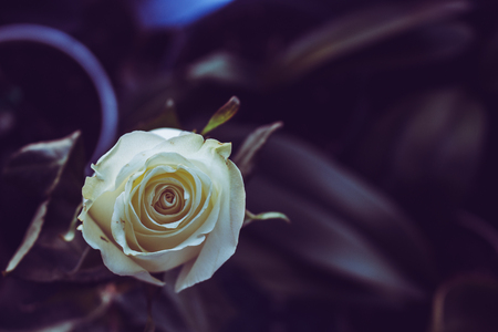 Rose. White rose close-up. White flowerの写真素材
