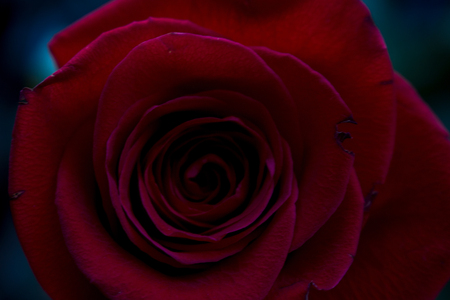 Rose. Red rose close-up. Red flower.の写真素材