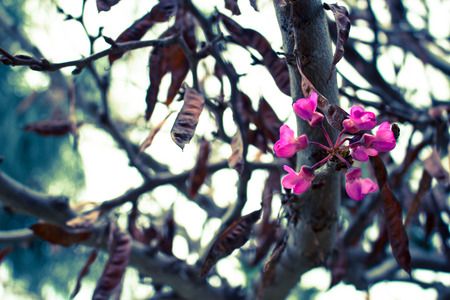 Flower. The first blooming flowers on the tree. Macro.の写真素材