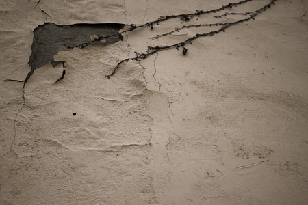 Wall. Concrete beige wall with a plant.の写真素材