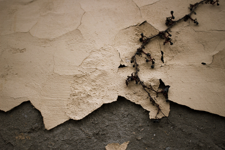 Wall. Concrete beige wall with a plant.の写真素材