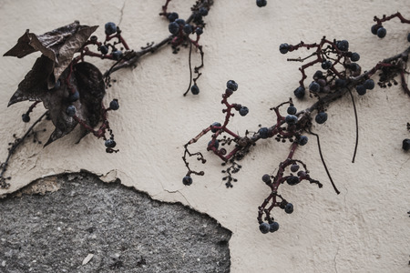 Wall. Concrete beige wall with a plant.の写真素材