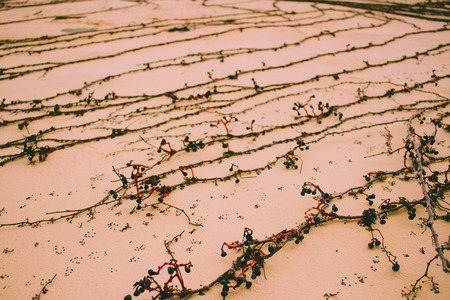 Wall. Concrete beige wall with a plant.の写真素材