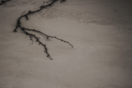 Wall. Concrete beige wall with a plant.の写真素材