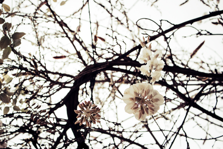 Acacia. Blossoming white acacia in the spring. Macro.の写真素材