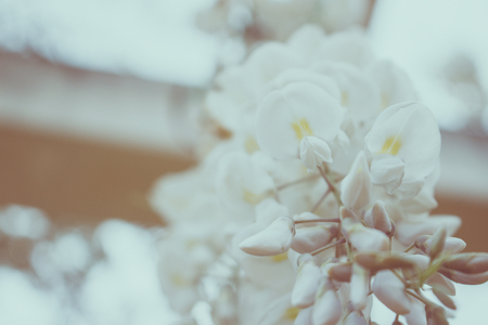 Acacia. Blossoming white acacia in the spring. Macro.の写真素材