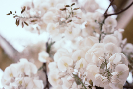 Acacia. Blossoming white acacia in the spring. Macro.の写真素材