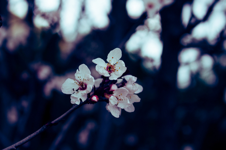 Flower. Almond blossom. The almond tree began to bloom.の写真素材