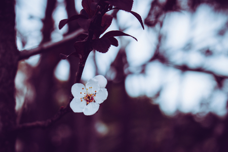 Flower. Almond blossom. The almond tree began to bloom.の写真素材