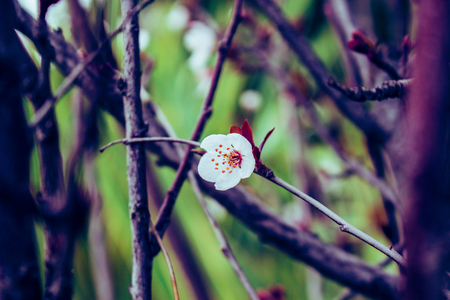 Flower. Almond blossom. The almond tree began to bloom.の写真素材