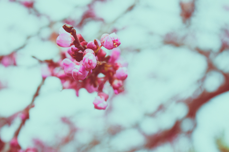 Flowers. A tree with blooming pink flowers. Spring.の写真素材