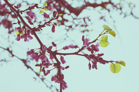 Flowers. A tree with blooming pink flowers. Spring.の写真素材