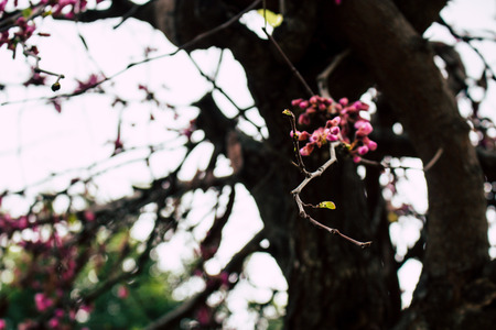 Flowers. A tree with blooming pink flowers. Spring.の写真素材