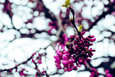 Flowers. A tree with blooming pink flowers. Spring.の写真素材