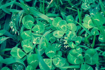 Clover. Closeup of Clovers with drops. Macro.の写真素材