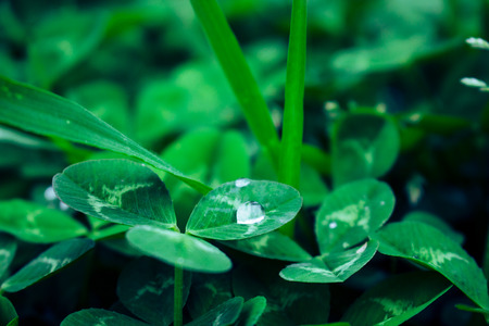 Clover. Closeup of Clovers with drops. Macro.の写真素材