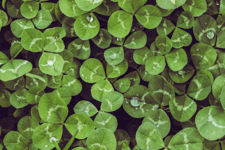 Clover. Closeup of Clovers with drops. Macro.