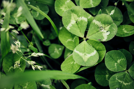 Clover. Closeup of Clovers with drops. Macro.