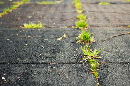 Grass. Spring grass on the playground after the rain.の写真素材