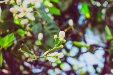 White flowers of an orange tree blossoming