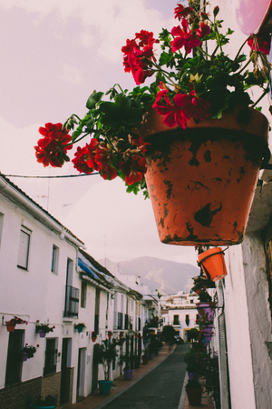 Flower. Flower in a pot on the street. Estepona, Malaga, Spain.の写真素材