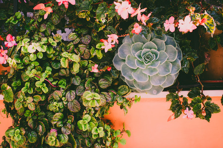 Flowers. Window decorated with flowers. Estepona, Malaga, Spain.の写真素材