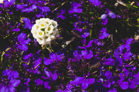 Flowers. A bush with purple and white flowers.の写真素材