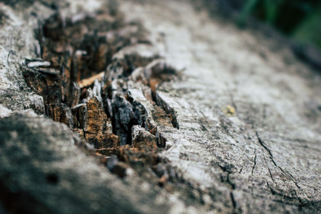 Tree background. Felling tree in the forest. Macro.