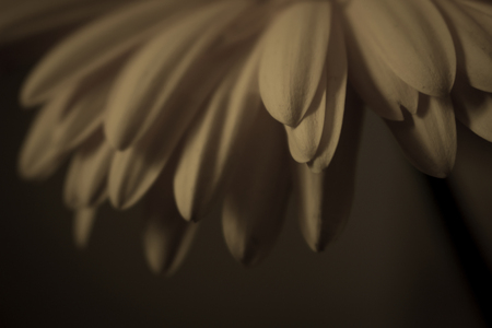Gerber Macro background of a gerber daisy focusing on the petals.の写真素材