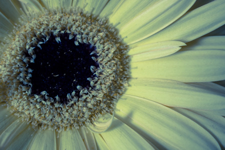 Gerber Macro background of a gerber daisy focusing on the petals.の写真素材