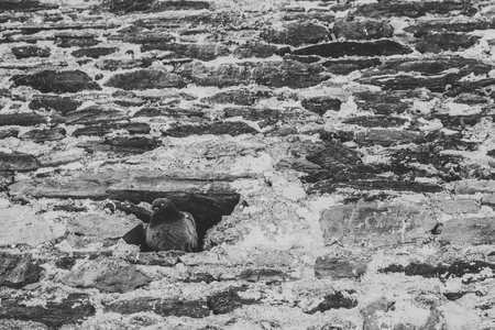 Dove A lone dove in its nest in a hole in a brick wall.