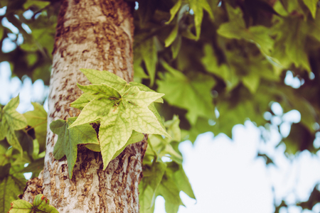 Maple leaf background. Green leaves on a sunny day.の写真素材