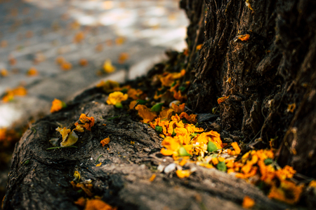 Caragana arborescens. Yellow fallen flowers in the park. Andalusia, Spain.の写真素材
