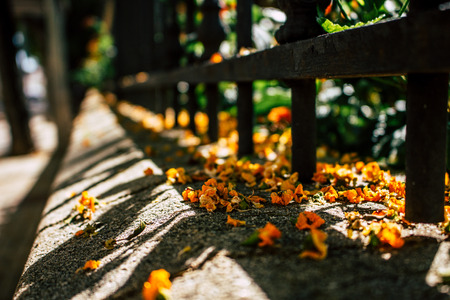 Caragana arborescens. Yellow fallen flowers in the park. Andalusia, Spain.の写真素材