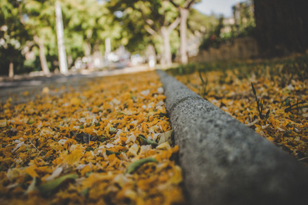 Caragana arborescens. Yellow fallen flowers in the park. Andalusia, Spain.
