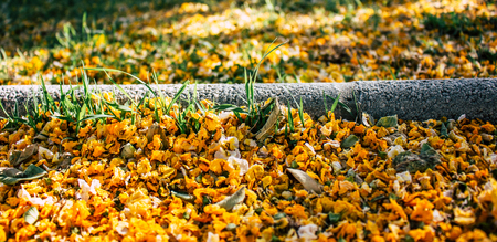 Caragana arborescens. Yellow fallen flowers in the park. Andalusia, Spain.