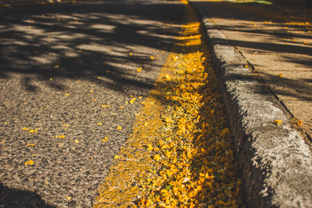 Caragana arborescens. Yellow fallen flowers in the park. Andalusia, Spain.の写真素材