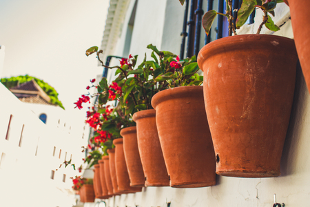 Pot. Flowers in clay pots against a white wall.の写真素材