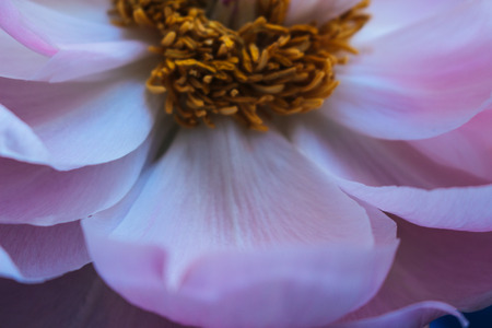 Peony Blooming pink peony. Closeup
