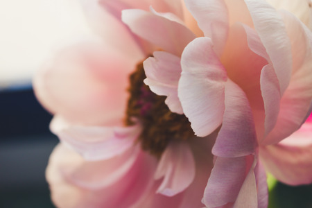 Peony Blooming pink peony. Closeupの写真素材