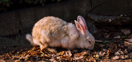 Rabbit in the Park of Benalmadena, Andalusia, Spain.の写真素材