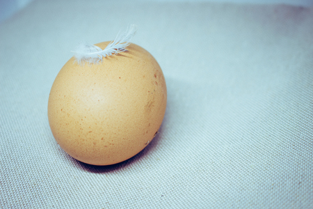 Feather on an eggの写真素材